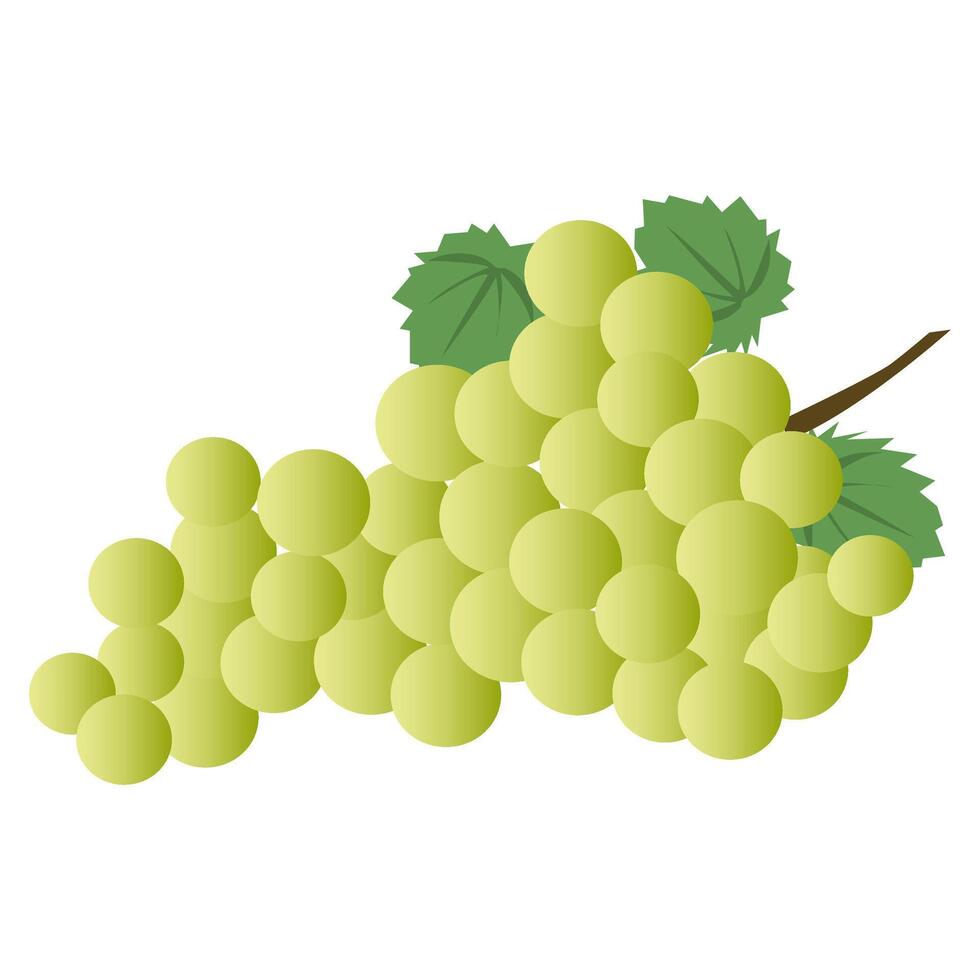 Green grapes fruit vector cartoon illustration