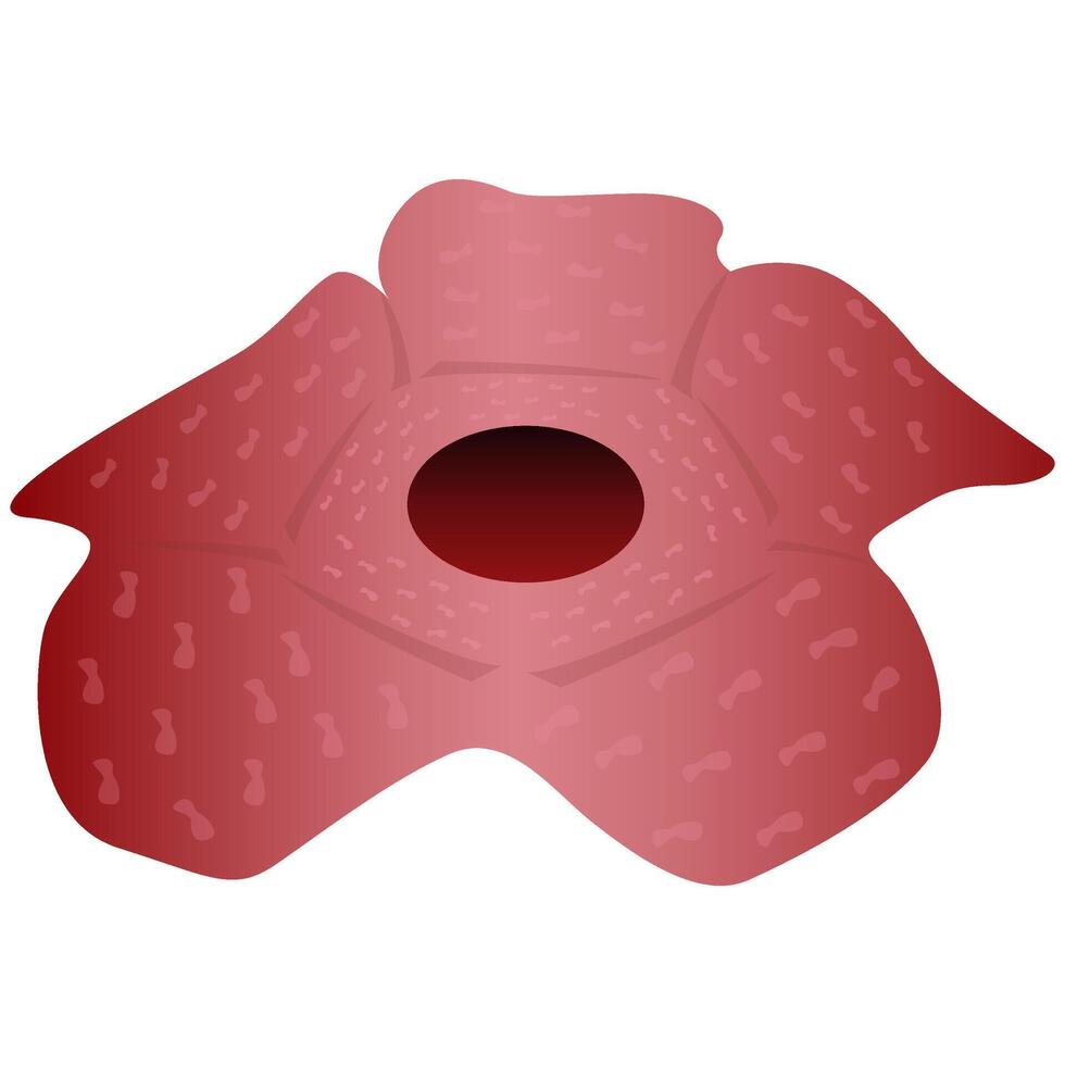 Rafflesia Arnoldi flower vector illustration
