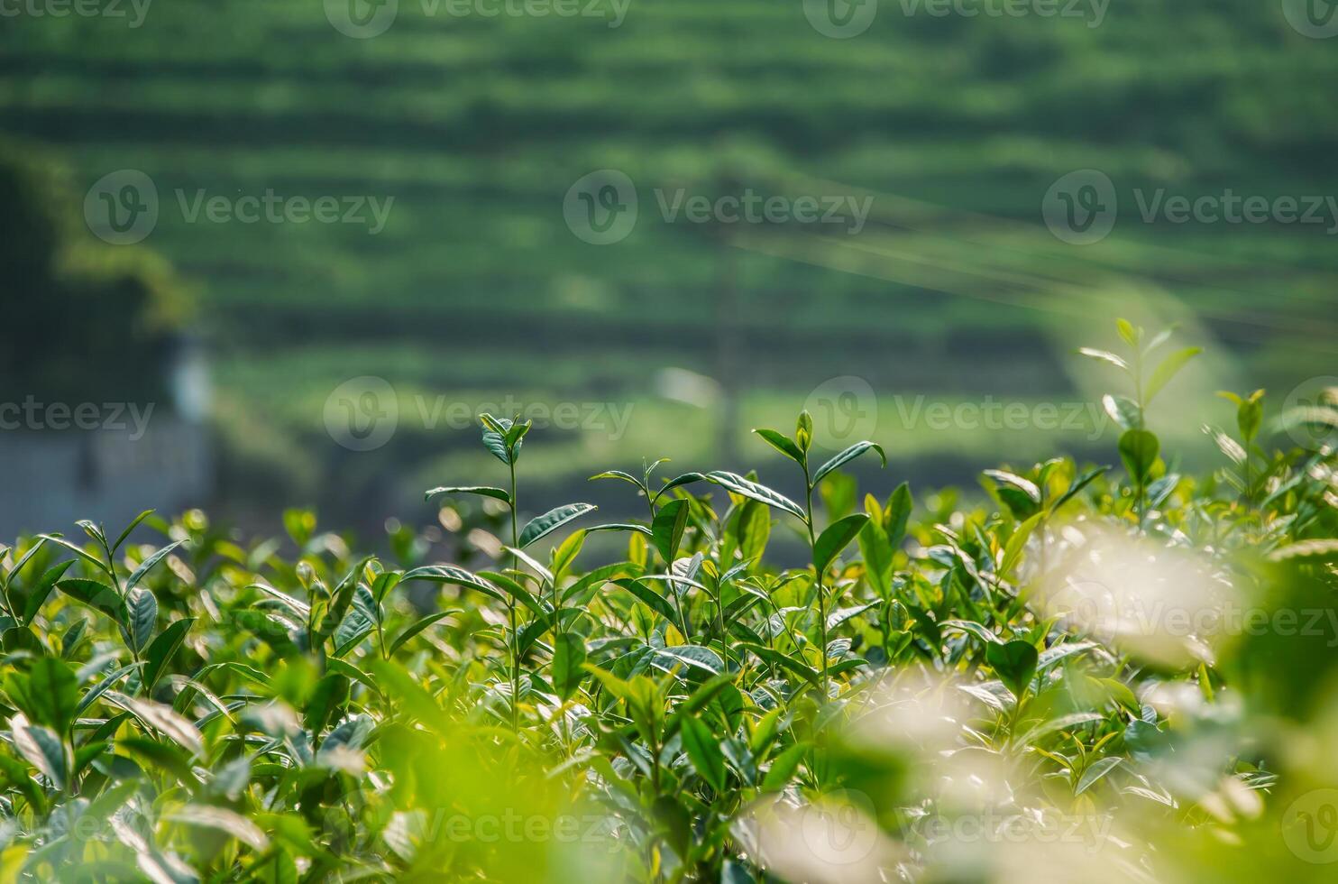 té hojas en un té plantación foto