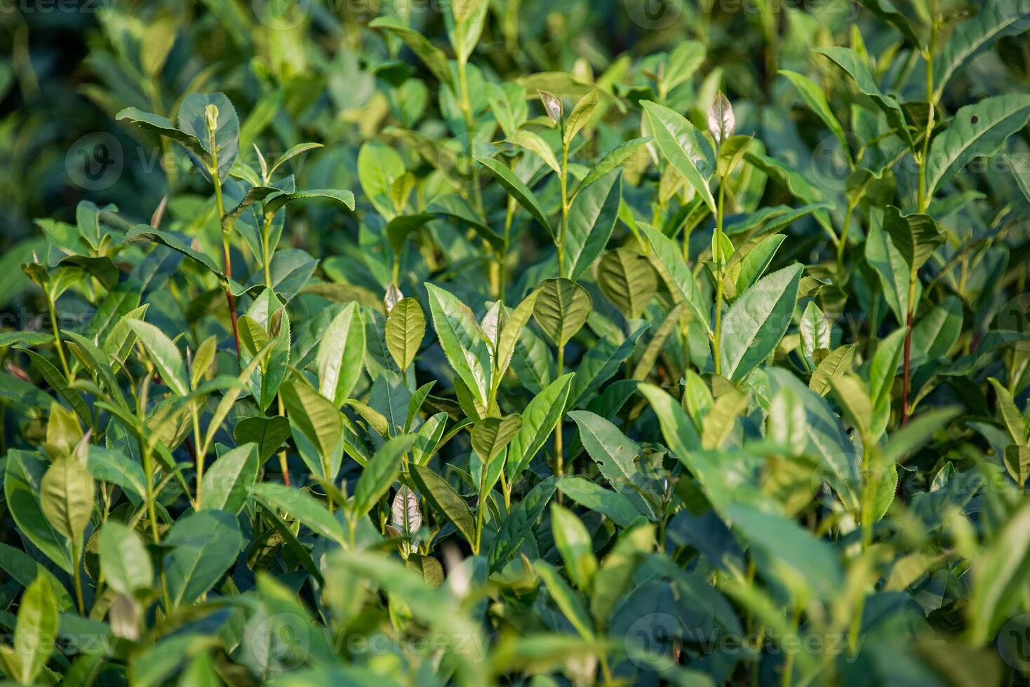 tea leaves in a tea plantation photo