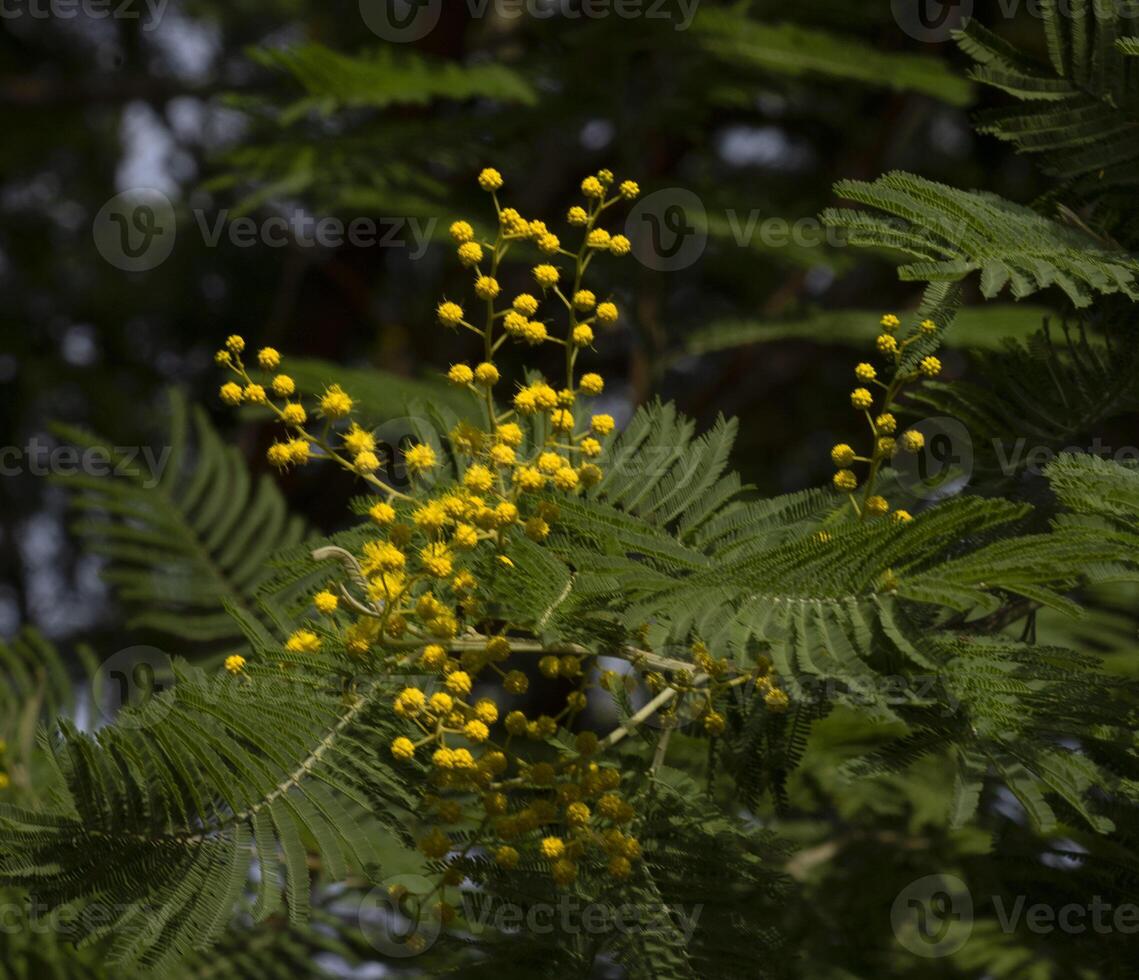 a yellow flower on a tree branch photo