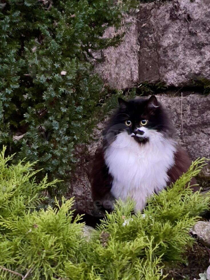 a black and white cat sitting on a rock photo