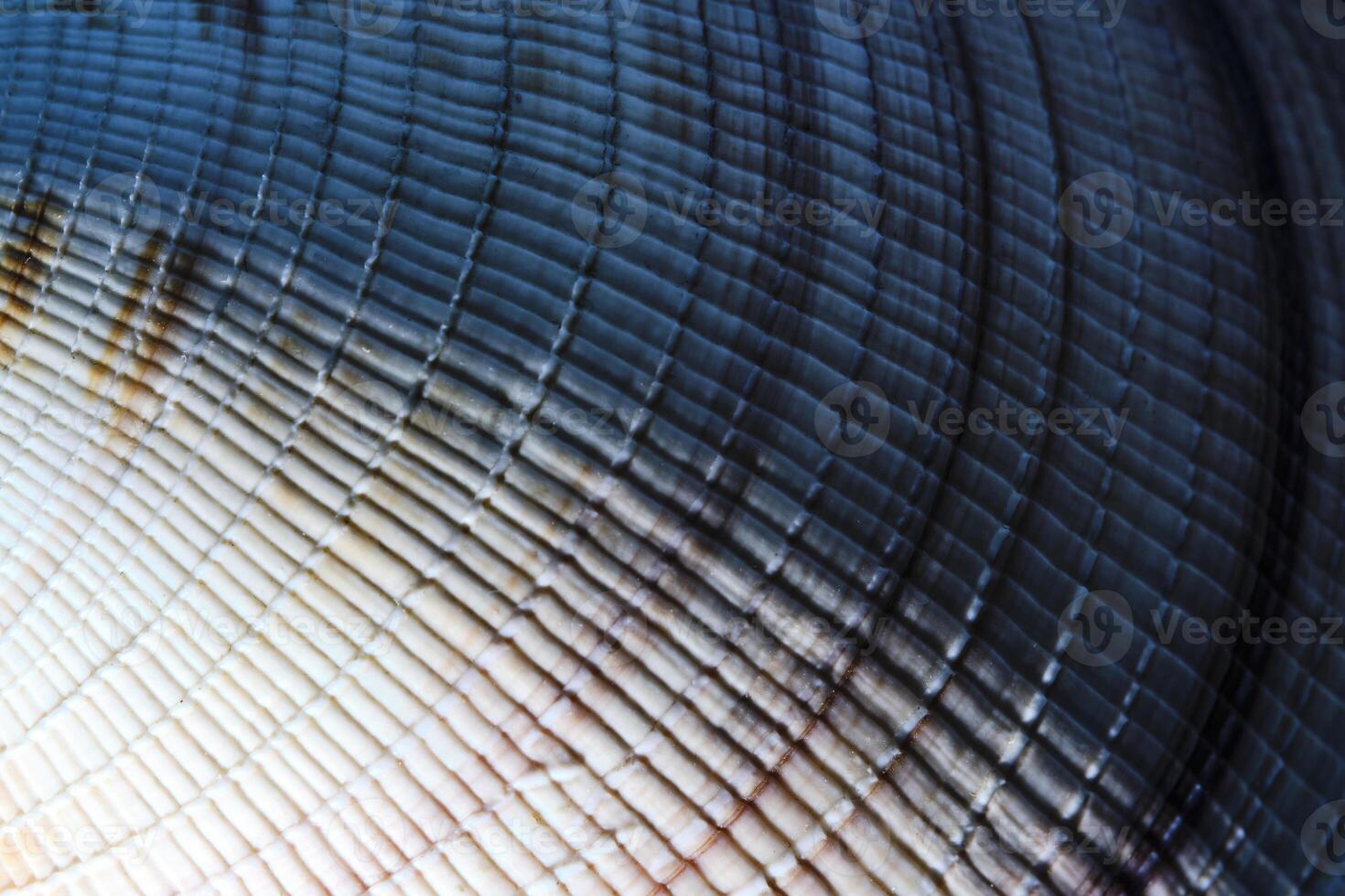 Background and texture seashell closeup. photo