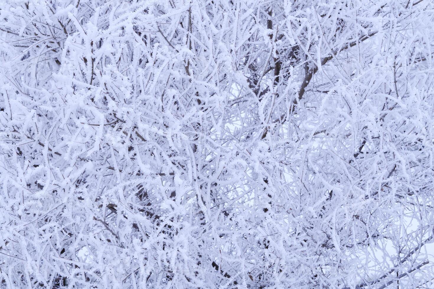 ramas árbol son cubierto con nieve cristales y escarcha después grave invierno escarcha. foto