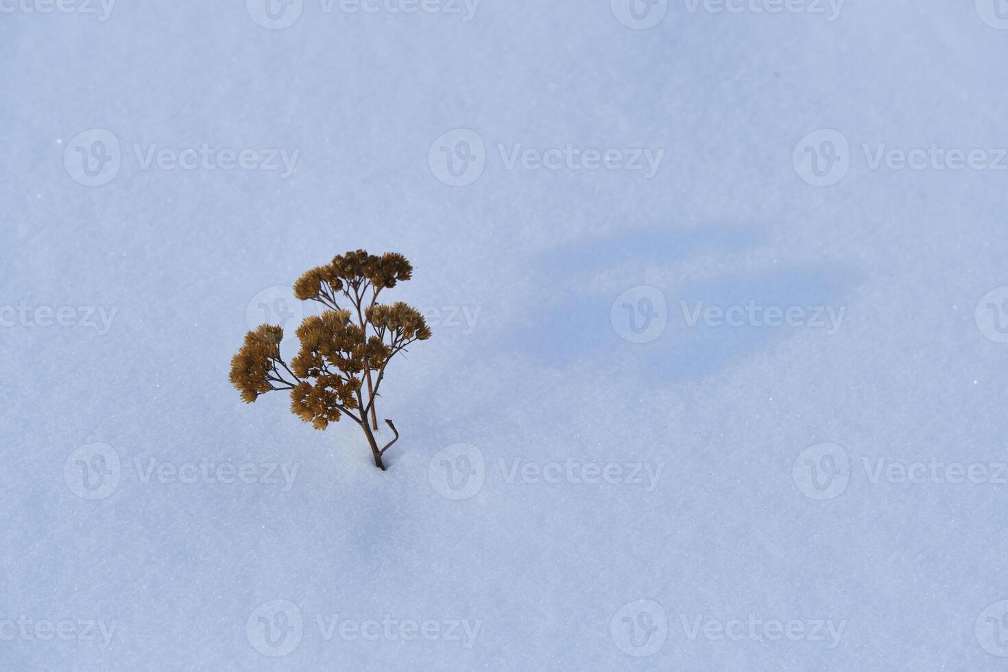 Desiccated flower protrudes from the snow on a clean white canvas, a silent testament to changing seasons. photo