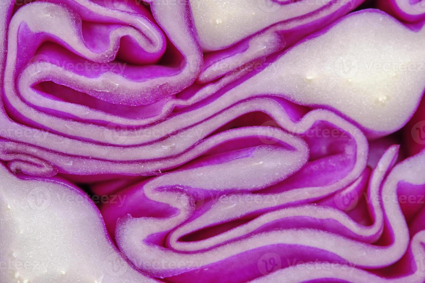 Macro texture of red cabbage in section. photo