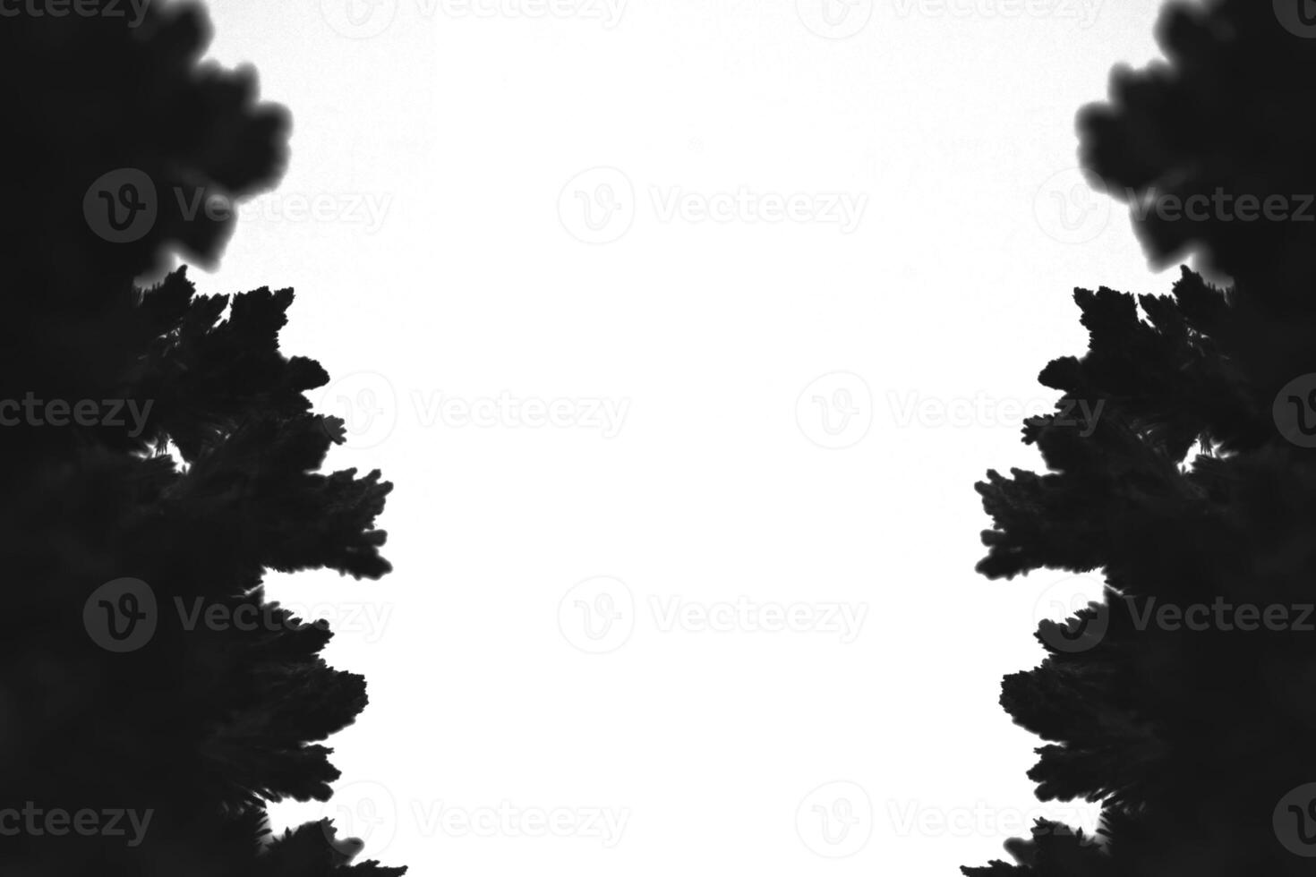 Black silhouette pine branches white background. photo