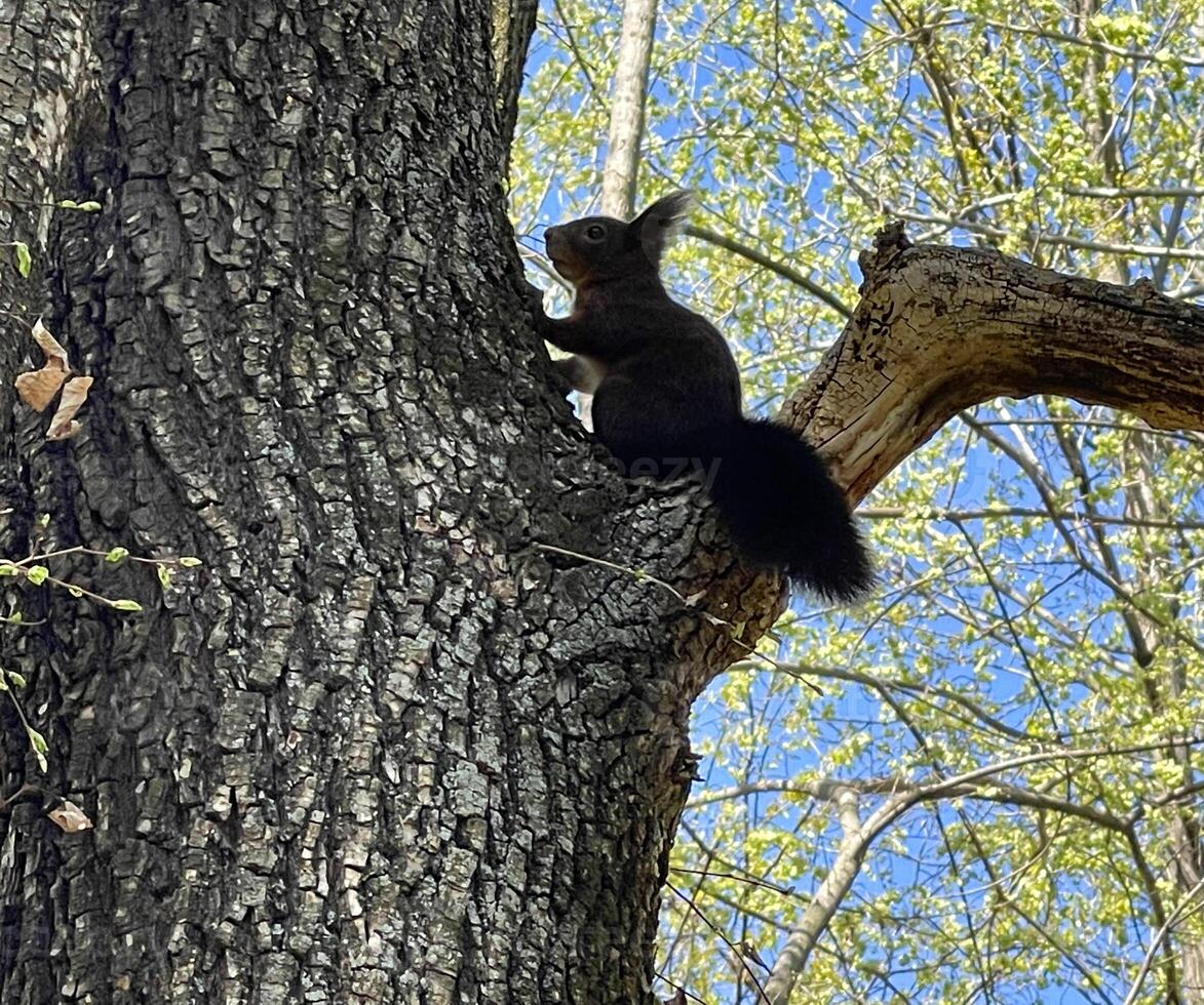 a squirrel is sitting on a tree branch photo