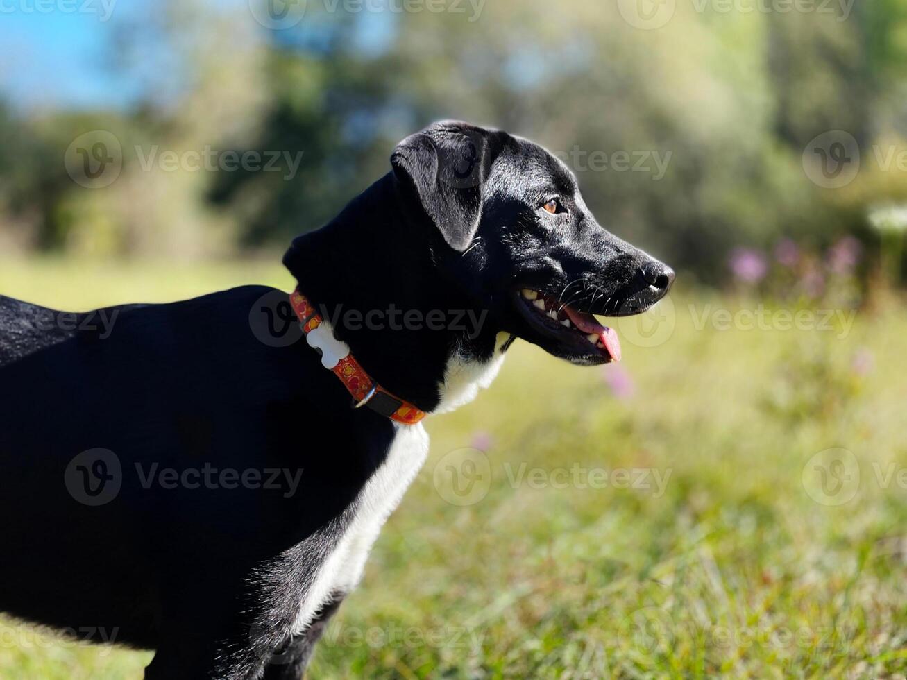 a black dog with a collar standing in a field photo