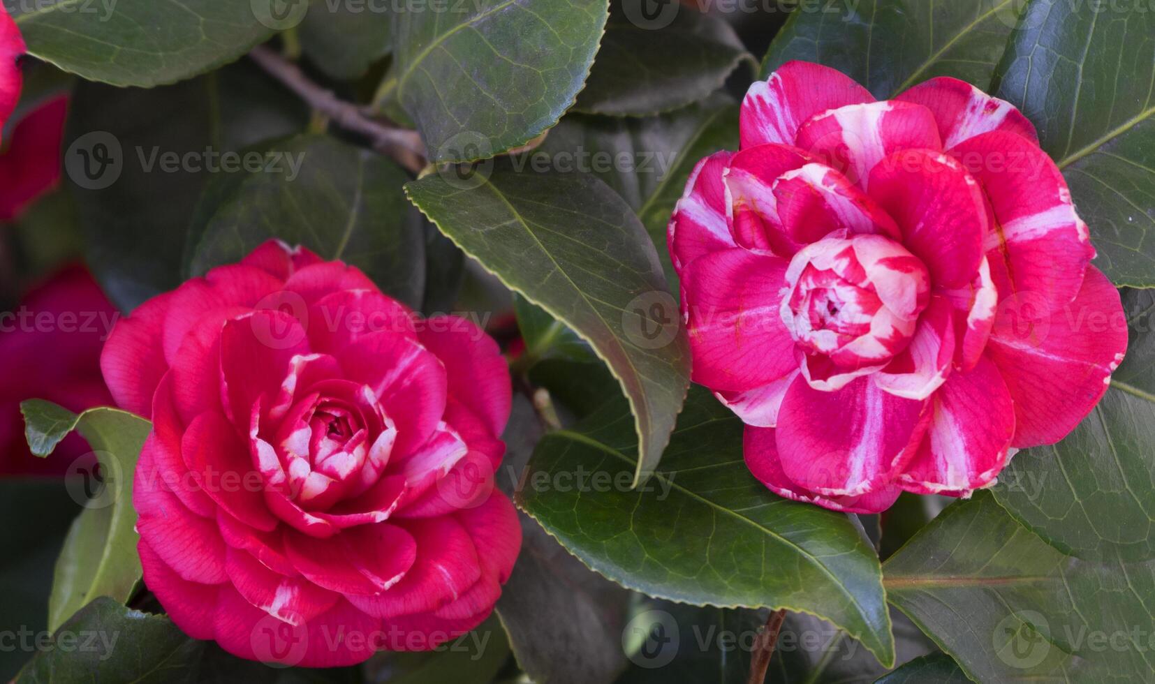 two pink flowers with white stripes on them photo