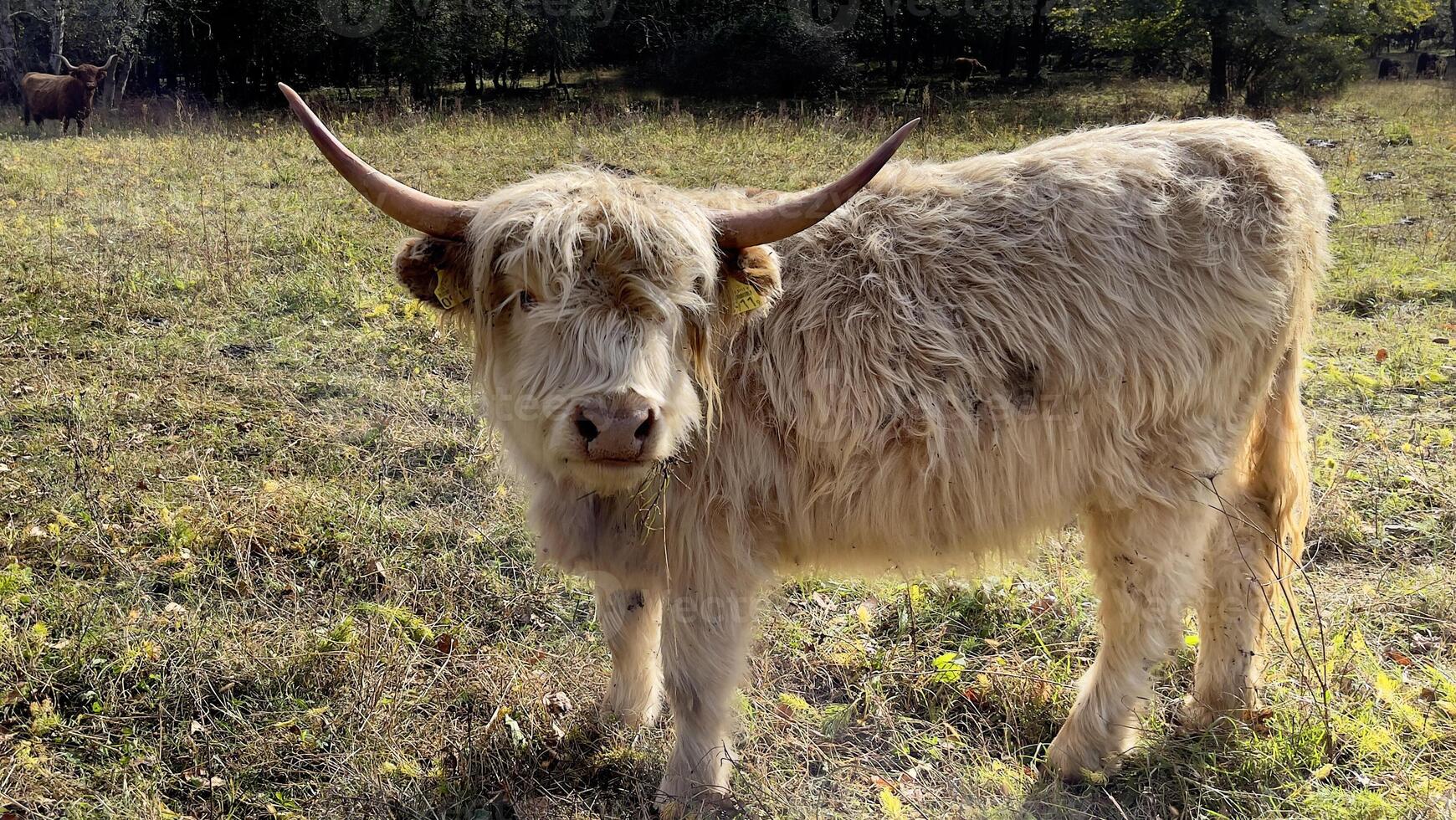 a white cow standing in a field with a tree in the background photo