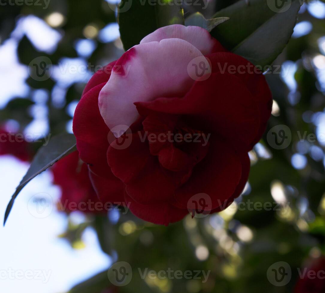 a red and white flower photo
