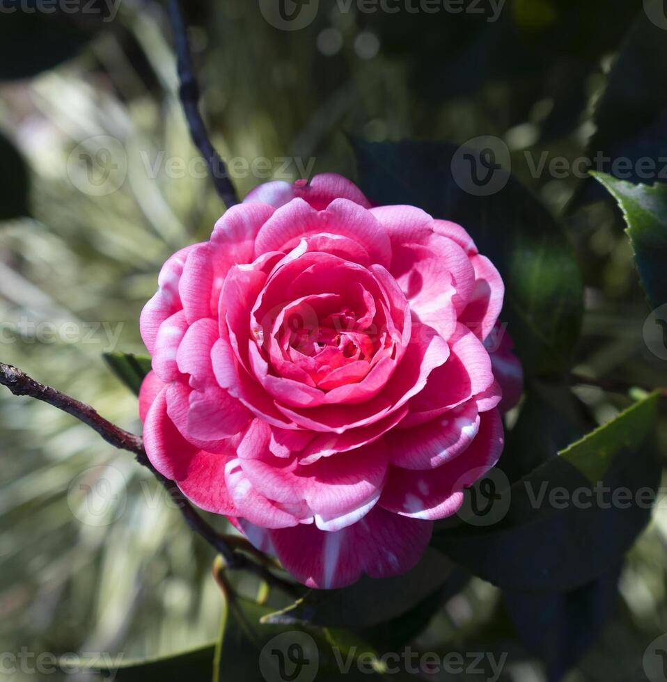 a pink rose is blooming in the garden photo