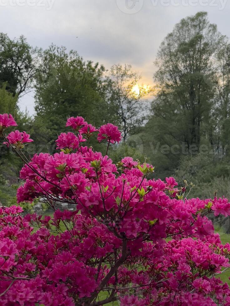 un rosado floración árbol en el medio de un campo foto