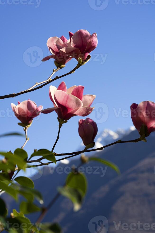 a bunch of pink flowers photo