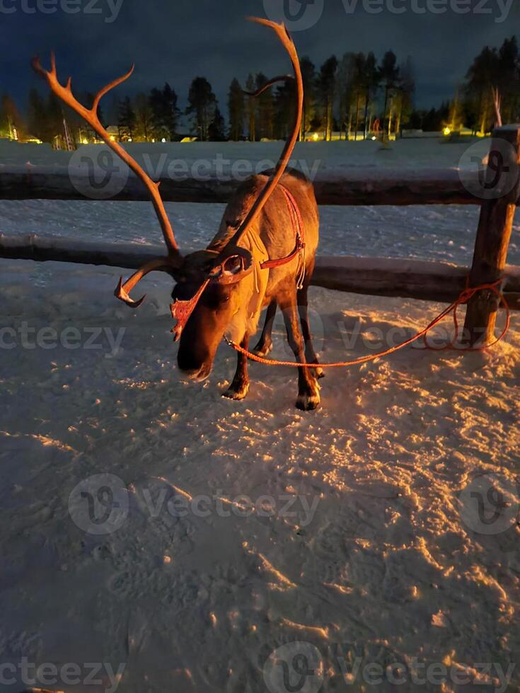 reindeer in the snow photo