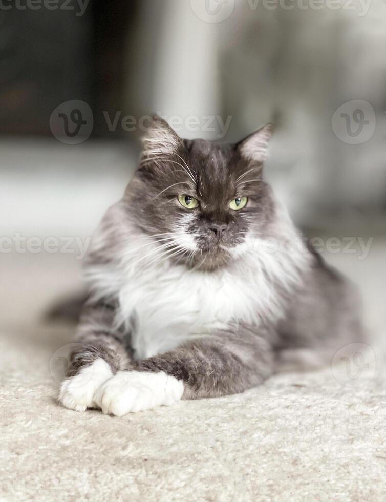 un gris y blanco gato tendido en el piso foto