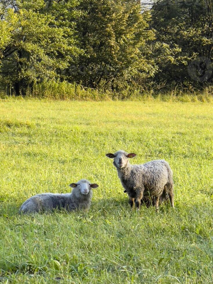 two sheep are standing in a field photo