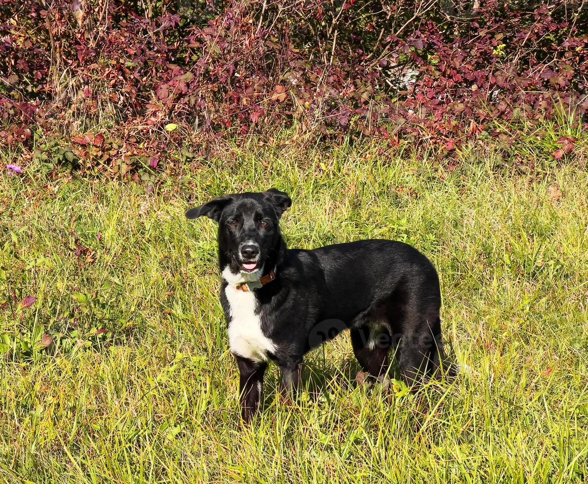 a black and white dog standing in a field photo
