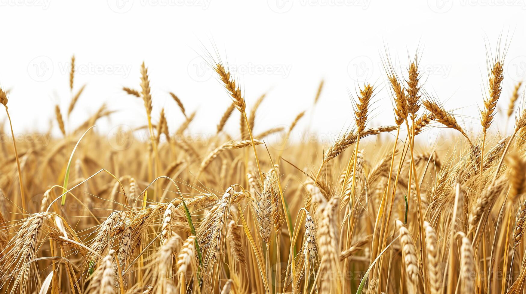 AI generated Wheat field isolated on white background. AI generated illustration. photo