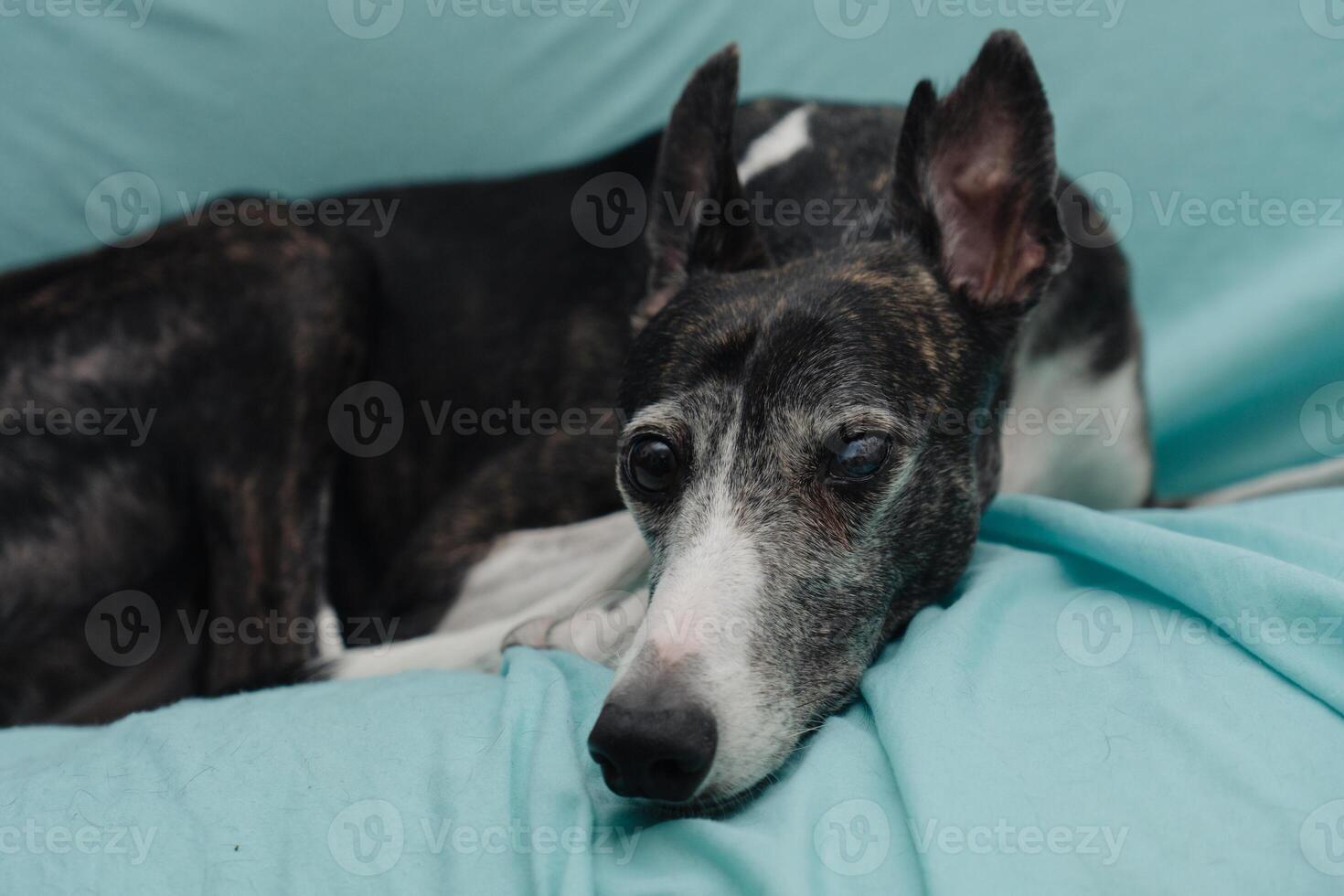 Close-up of a rescued greyhound, blind in one eye and with cropped ears. photo