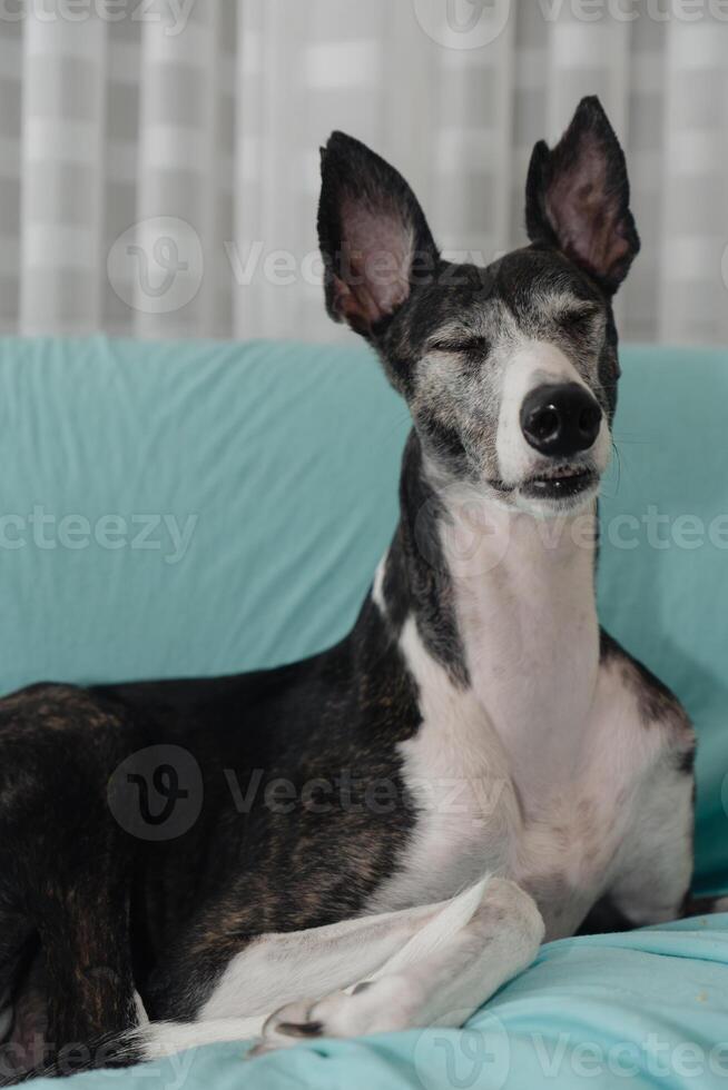 Rescued Greyhound Relaxing on Sofa photo