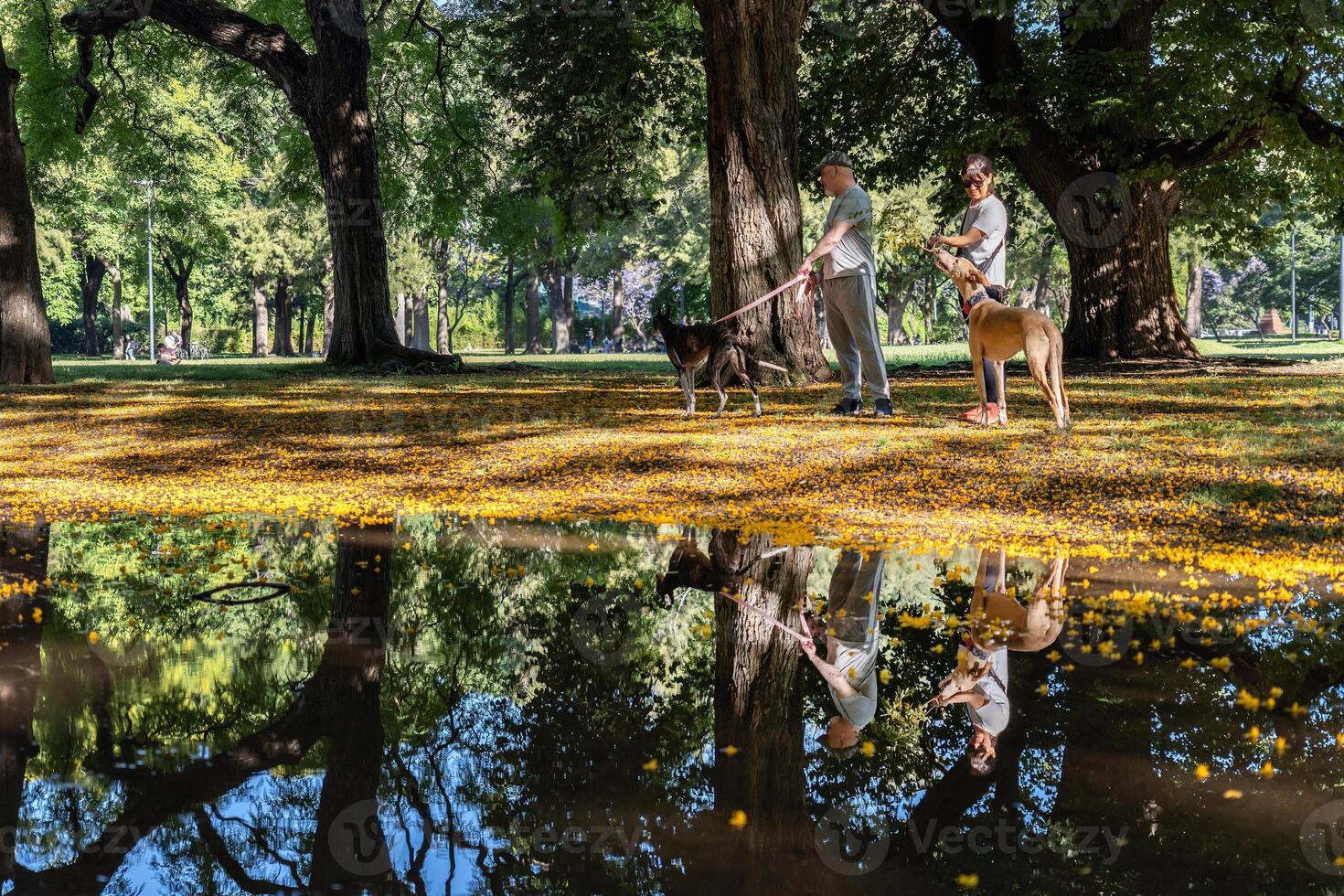 A couple walks and plays with their dogs in the park. photo