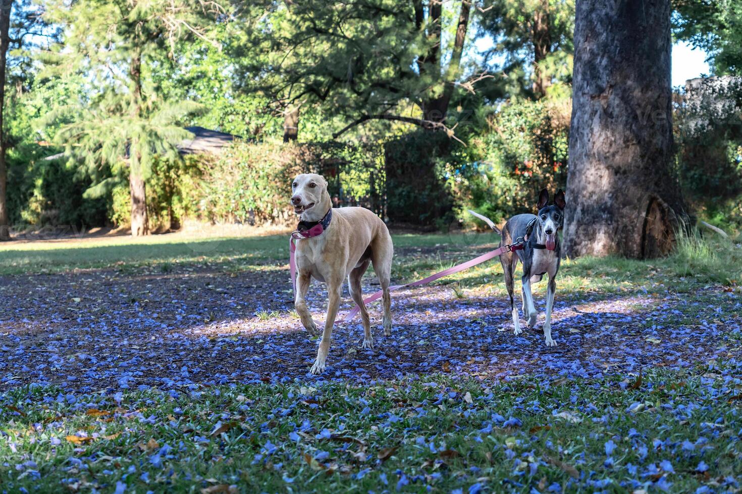 Two greyhounds walking in the park in spring. photo