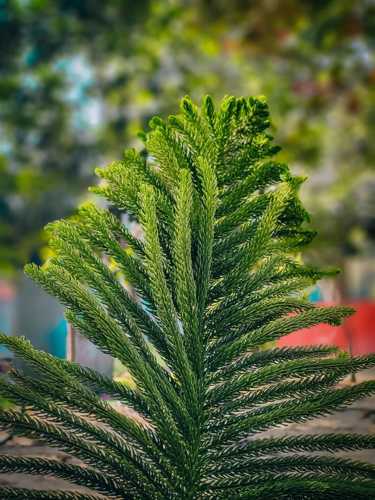 Pine Leaf in garden. Beautiful Natural asset photo