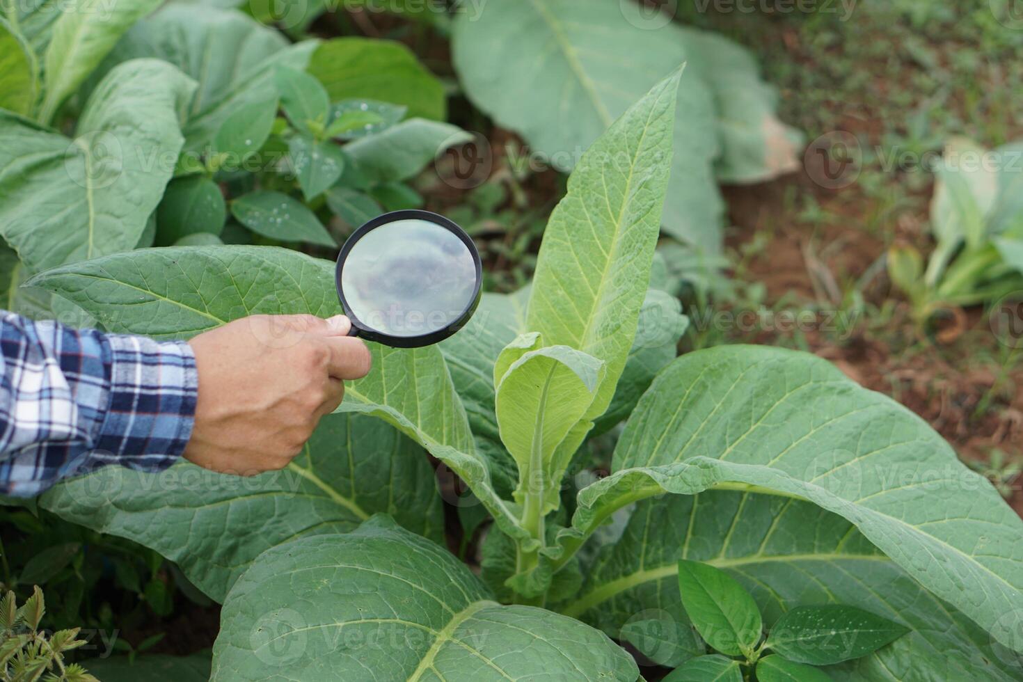 Close up hand holds magnifying glass to inspect growth and diseases of plants leaves. Concept, agriculture inspection, study survey and research to develop and solve problems of crops. photo