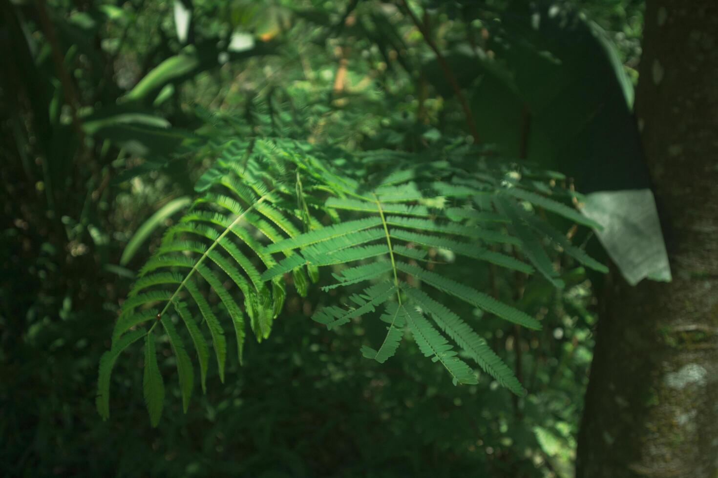 Tropical rain forest in southeast Asia . photo