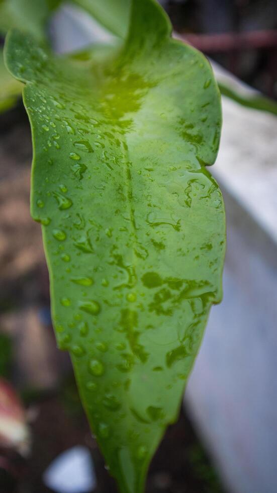 Fresco hoja de epiphyllum anguliger o en Indonesia llamado wijaya kusuma foto