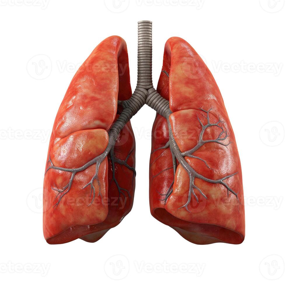 AI generated Human Lungs are a highly detailed photorealistic 3D model on a  white background.. AI photo