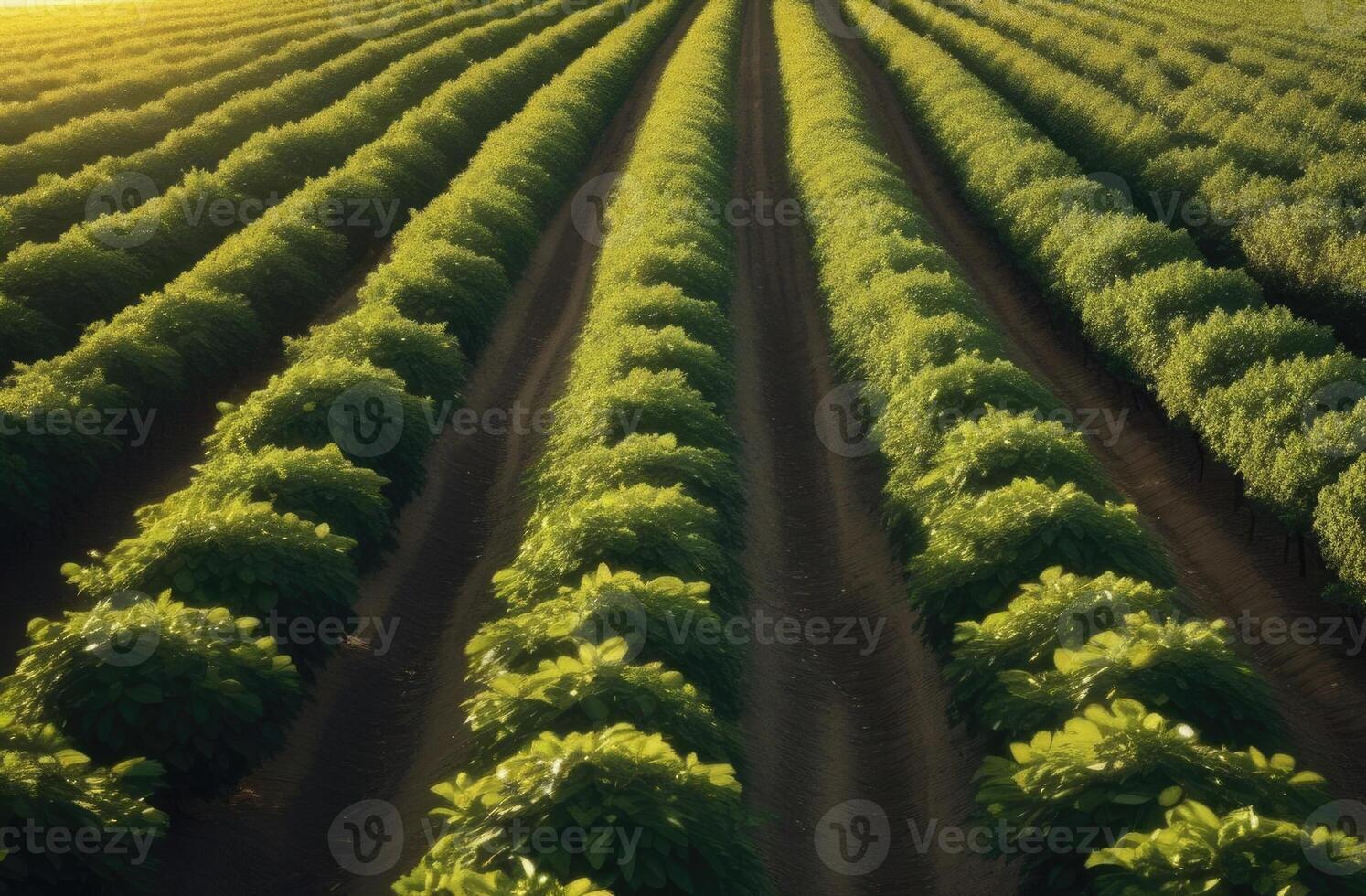 AI generated orchards, long rows of lemon trees, plantations of trees to the horizon, sunset or dawn light, sunny day, top view photo