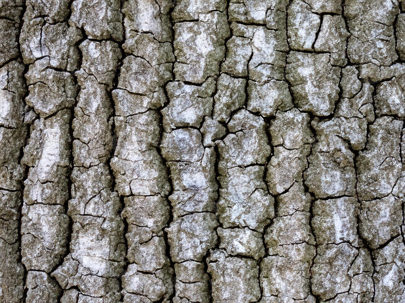 texture of tree bark. background of old tree bark photo
