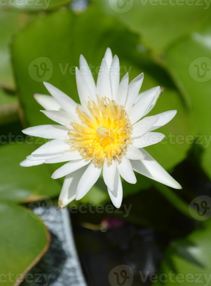 hermosa blanco loto flores en el estanque foto