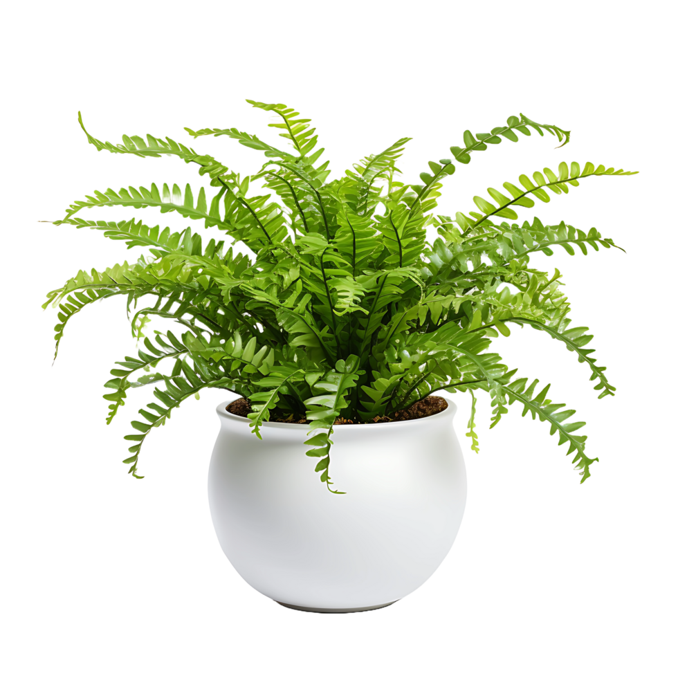 AI generated Boston Fern in PNG No Distractions