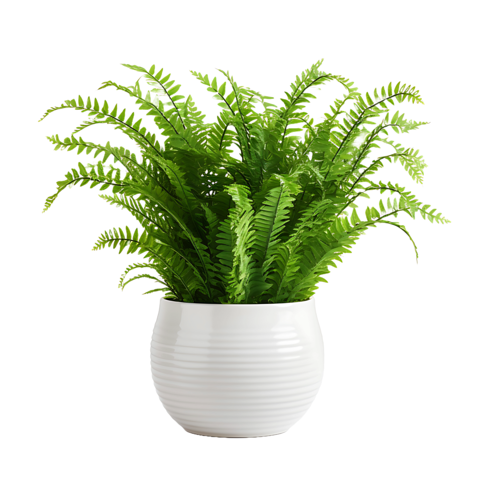 AI generated Boston Fern Image on a Clear Background png