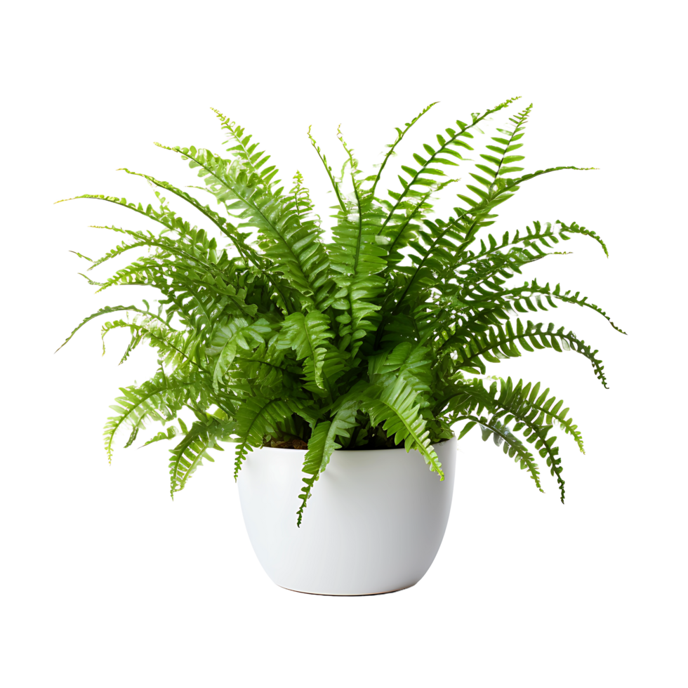 AI generated See Through Boston Fern on Transparent Ground png