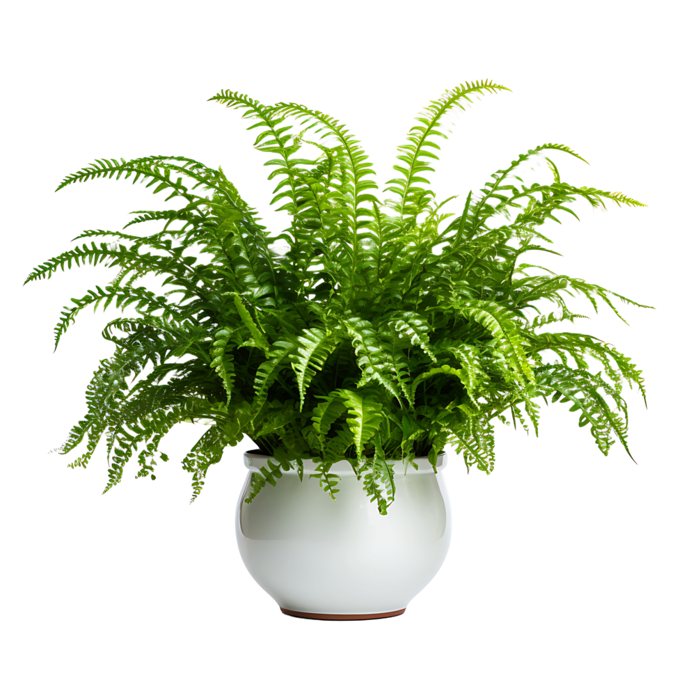 AI generated Clear Cut Elegance Boston Fern PNG