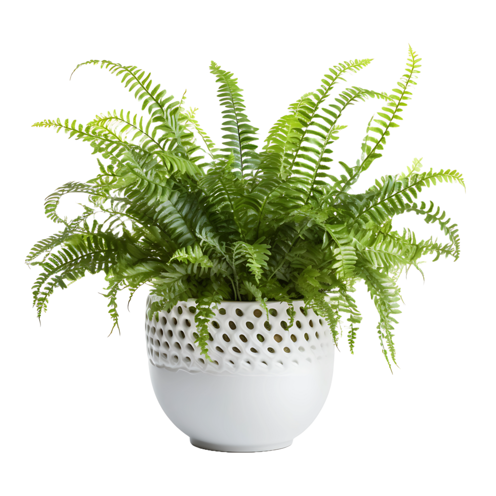 AI generated PNG Image of Isolated Boston Fern