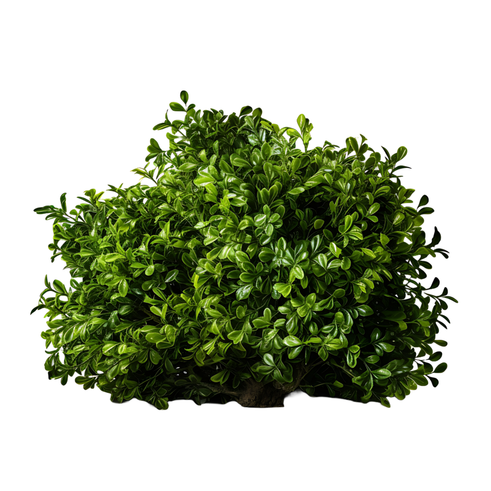 ai genererad grön buske på transparent jord png