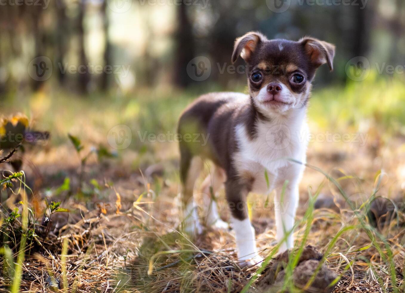 Chihuahua close up portrait photo