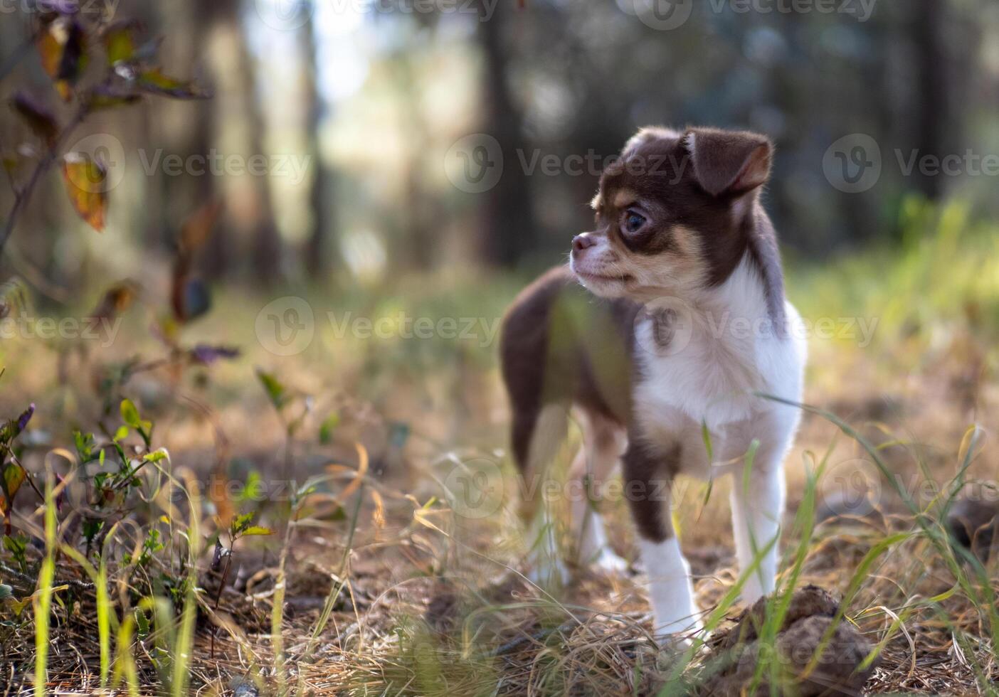 Chihuahua close up portrait photo
