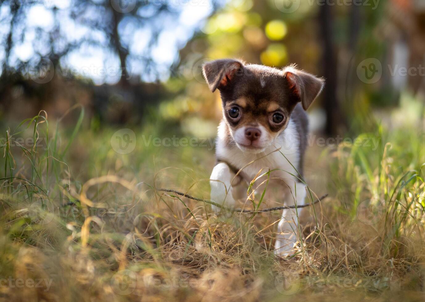 Playful Chihuahua Puppy in Golden Grass photo