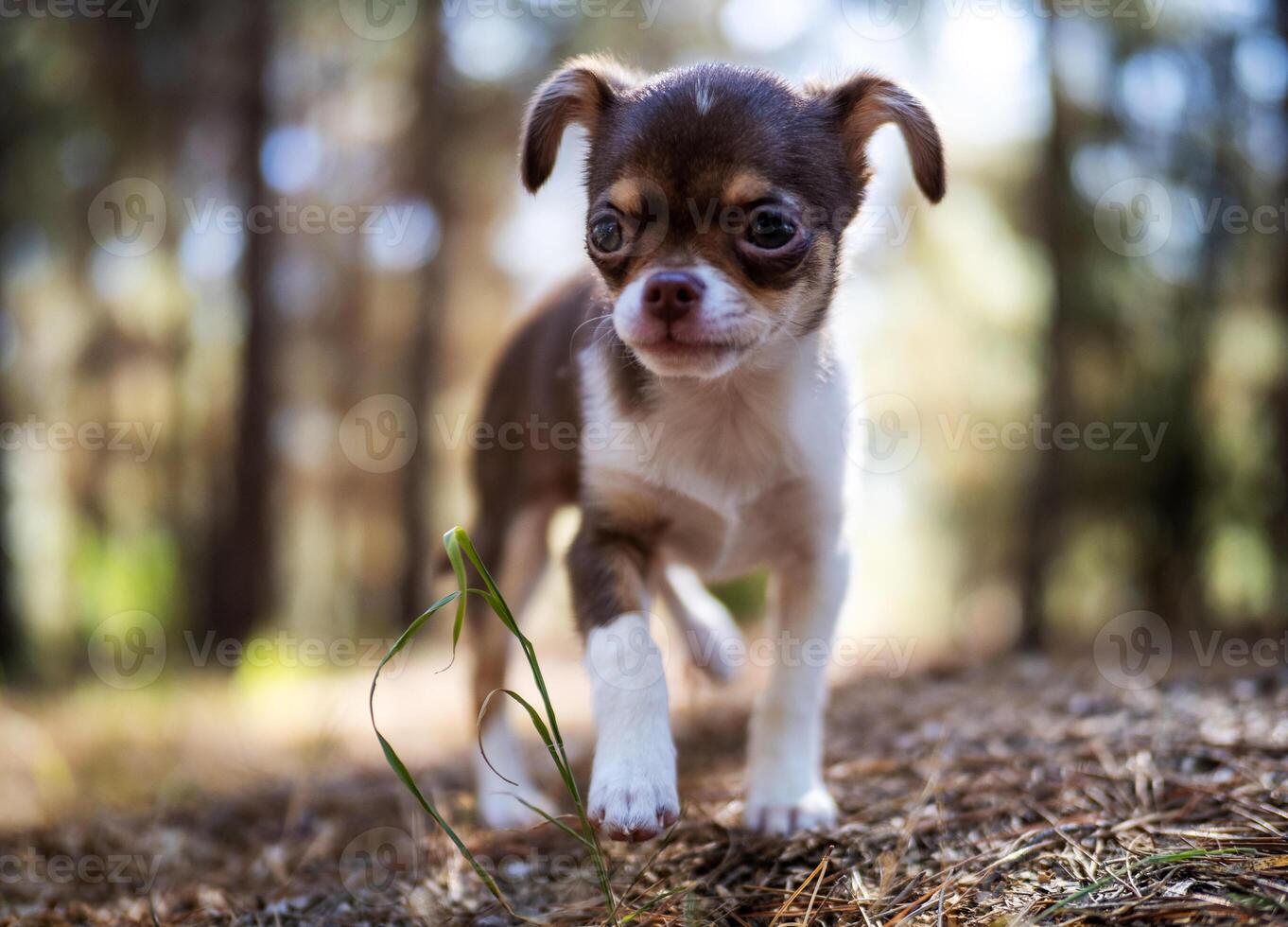 Playful Chihuahua in the Leaves photo