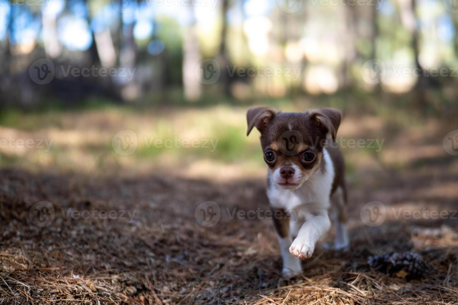 Little Chihuahua's Forest Wanderlust photo