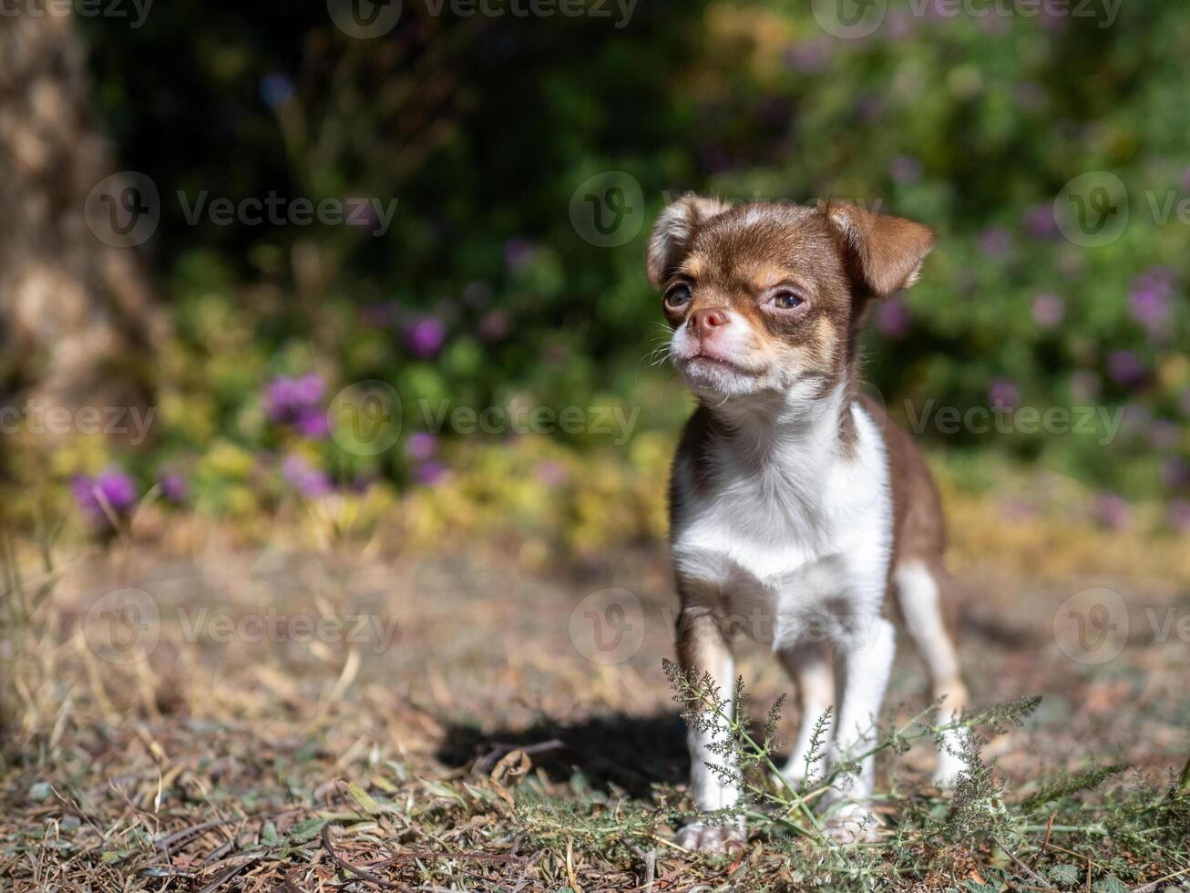 Chihuahua Puppy Close-up photo