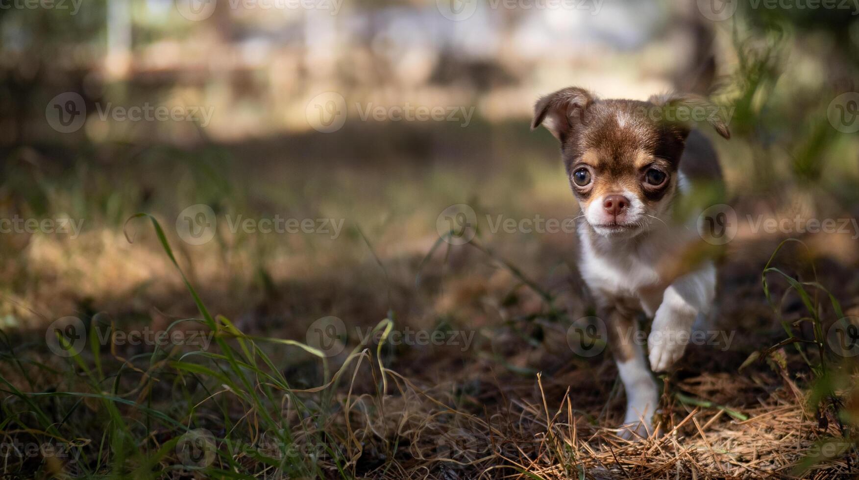 Morning Stroll in the Forest photo