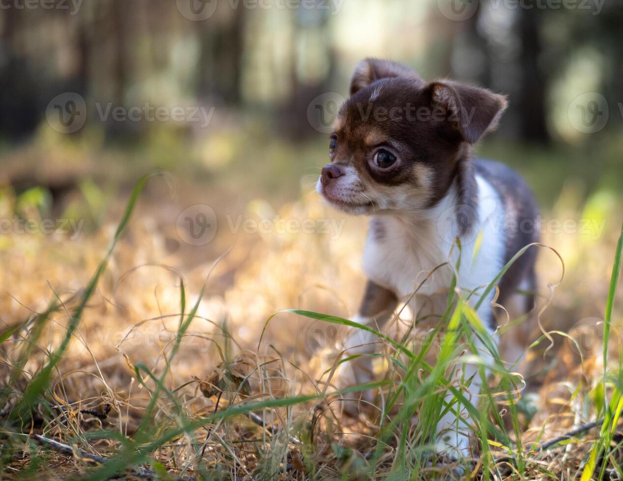 Pensive Puppy in Autumn Gold photo